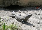Iguana