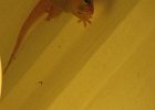 gekony