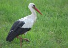 bocian niemłody