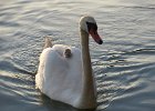 małe łabędziątko