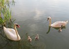 2 duże i 4  małe łabędzie