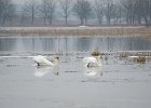 łabędzie