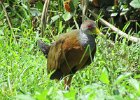 (?) grey-necked wood rail