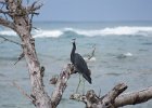 little blue heron