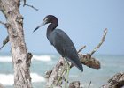 little blue heron