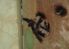 osy / pszczoły na przystanku