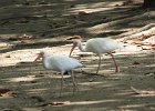 amerykański biały ibis (x2)