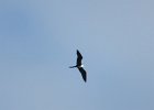 Magnificent Frigatebird (fregata wspaniała)