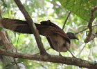 grey-headed chachalaca