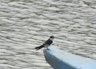 mangrove swallow