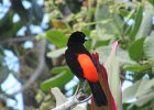 pan scarlet-rumped tanager (Passerini's tanager)
