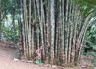 wielki bambusowiec