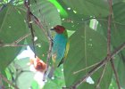 bay-headed tanager