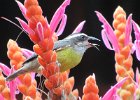 bananaquit