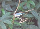 blue-grey tanager