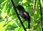 black-hooded antshrike