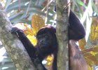 wyjec (howler monkey)