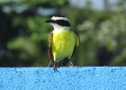 great kiskadee