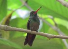 rufous-tailed hummingbird