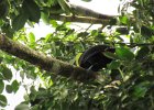 keel-billed toucan