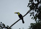 black-mandibled toucan