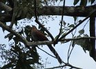 squirrel cuckoo
