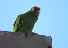 finsh's parakeet
