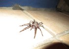 tarantula