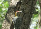 hoffmann's woodpecker