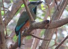turquoise-browed motmot