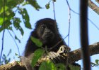 wyjec (howler monkey)