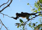 wyjec (howler monkey) (x2)