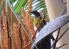 malajski bananaquit