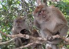 makaki długoogonowe