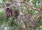 makaki długoogonowe
