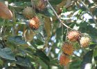 rambutany
