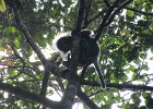 dusky leaf monkey