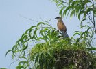 kukal białobrewy (white-browed coucal) - robi butelkowy dźwięk