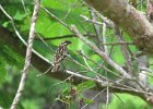 pani wdówka białobrzucha (pin-tailed whydah)