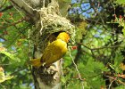wikłacz żółty (eastern golden weaver)