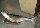 kingfish, makrela królewska