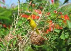 pani wikłacz żółty (eastern golden weaver)