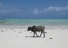 byk zanzibarscy na plaży w Paje