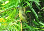 nektarzyk obrożny (collared sunbird)