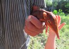ryjoskoczek (elephant shrew) aka "mały słoń"