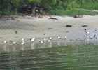 ibisy czczone (african sacred ibis) - na plaży przy Dar Es Salaam
