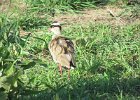 czajka koroniasta (crowned lapwing)