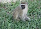 kotawiec sawannowy (vervet monkey) aka małpa