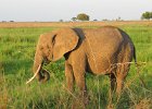 słoń sawannowy (taki nieduży)