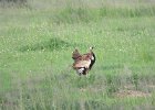 dropik czarnobrzuchy (black-bellied bustard)